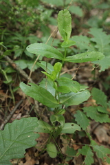 Hylotelephium maximum ruprechtii