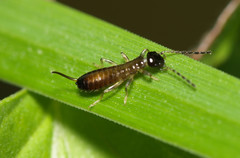 Apterygida albipennis
