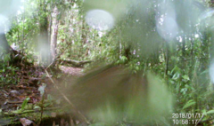 Microsciurus flaviventer