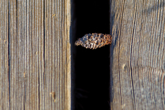 Phalacropterix graslinella