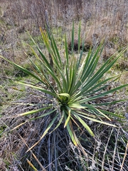 Yucca constricta