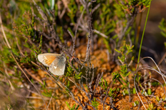 Coenonympha tullia