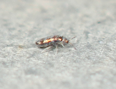 Lepidocyrtus fimicolus