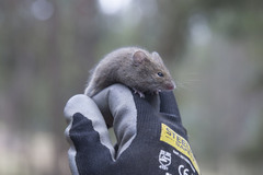 Abrothrix olivacea