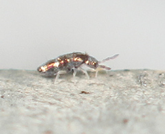 Lepidocyrtus fimicolus