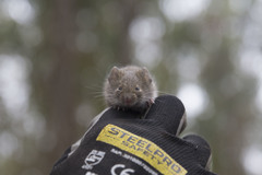 Abrothrix olivacea