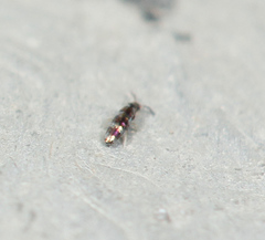 Lepidocyrtus fimicolus