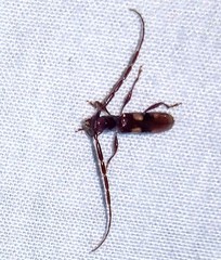 Heterachthes quadrimaculatus
