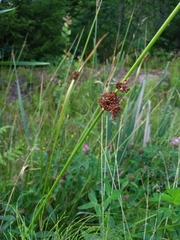 Juncus conglomeratus