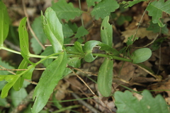 Hylotelephium maximum ruprechtii