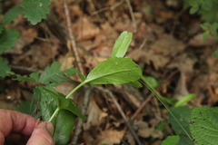 Hylotelephium maximum ruprechtii