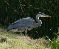 Ardea cinerea