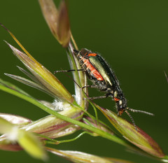 Malachius bipustulatus