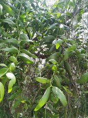 Loranthus longiflorus