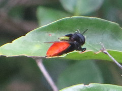 Afrodontomyia impressa