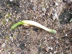 Loranthus longiflorus