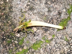 Loranthus longiflorus