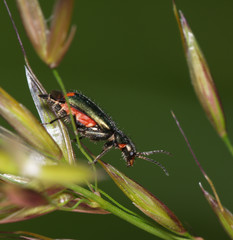 Malachius bipustulatus