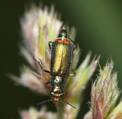 Malachius bipustulatus