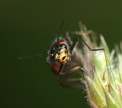 Malachius bipustulatus
