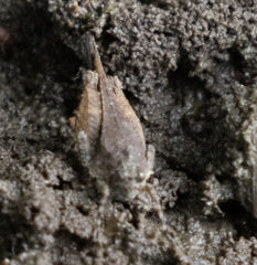 Paratettix mexicanus