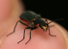 Malachius bipustulatus