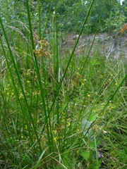 Juncus conglomeratus