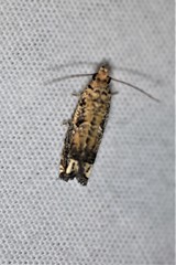 Epiblema abruptana