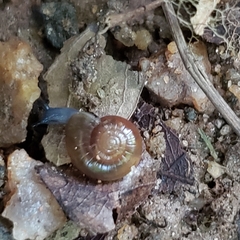 Glyphyalinia