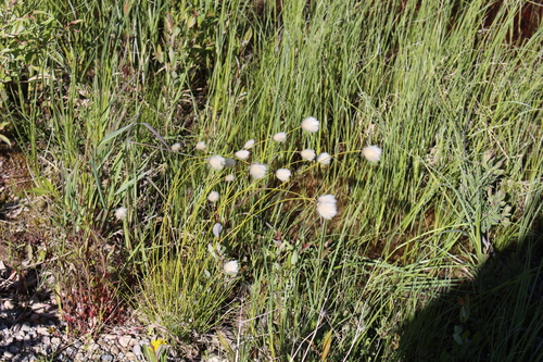 Image of Short-Anther Cottongrass (Eriophorum brachyantherum) by (c) Suzanne Carriere, some rights reserved (CC BY)