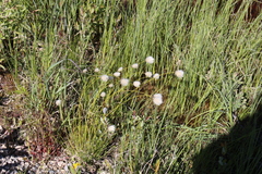 Eriophorum brachyantherum