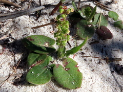 Rumex cordatus