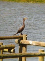 Nannopterum brasilianum