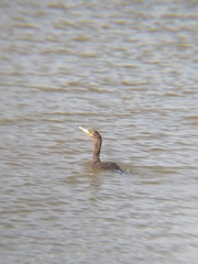 Nannopterum brasilianum