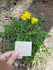 Taraxacum officinale