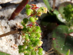 Rumex cordatus