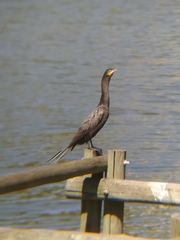 Nannopterum brasilianum