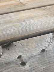 Monochamus marmorator