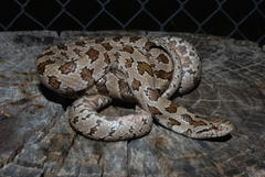 Prairie Kingsnake photo 4