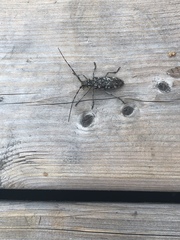 Monochamus marmorator