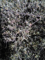 Buddleja mendozensis