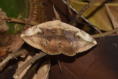 Hypopyra vespertilio