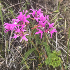 Clarkia pulchella