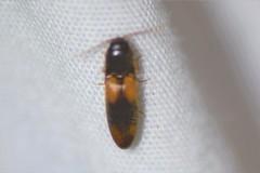 Horistonotus curiatus