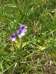 Pinguicula
