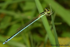 Agriocnemis lacteola