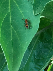 Dasymutilla scaevola