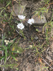 Blepharipappus scaber