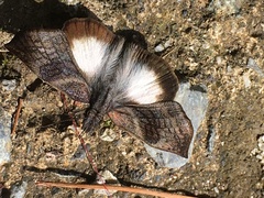 Theagenes aegides