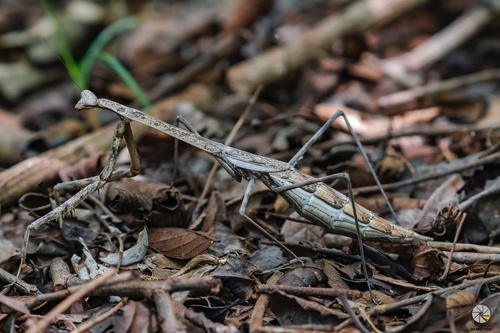 Phasmomantis sumichrasti